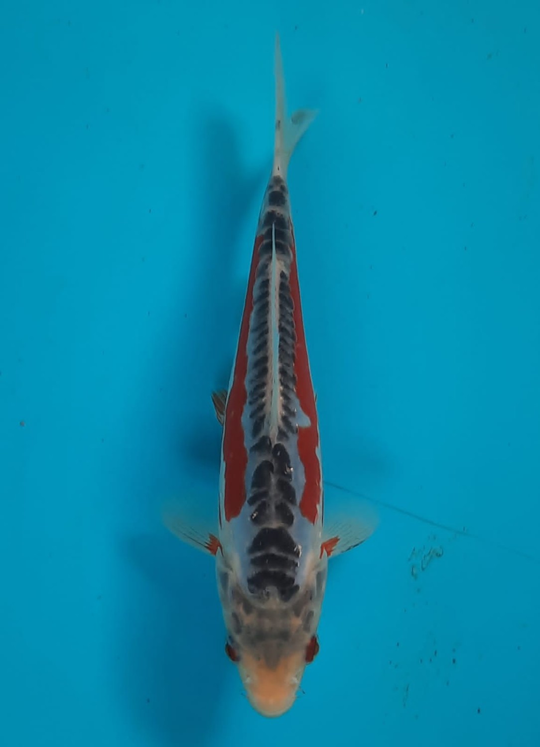 Best In Size D 16 - 20 cm