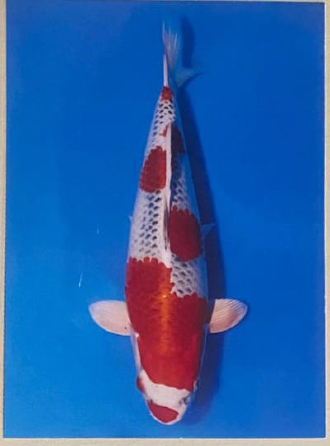 Best In Size B 26 - 30 cm