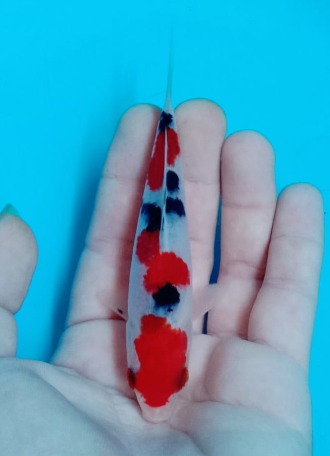 Juara 5