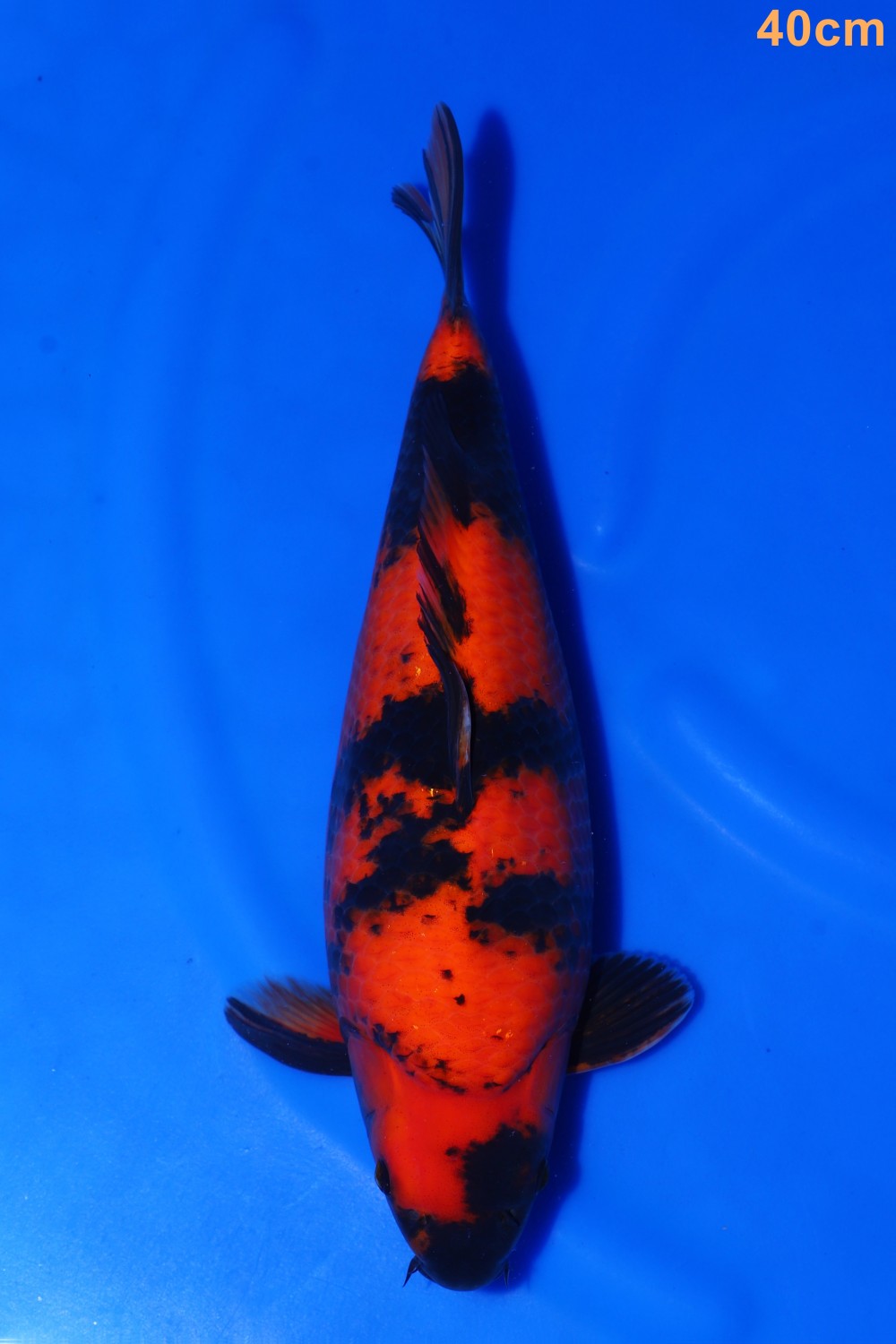Juara 5