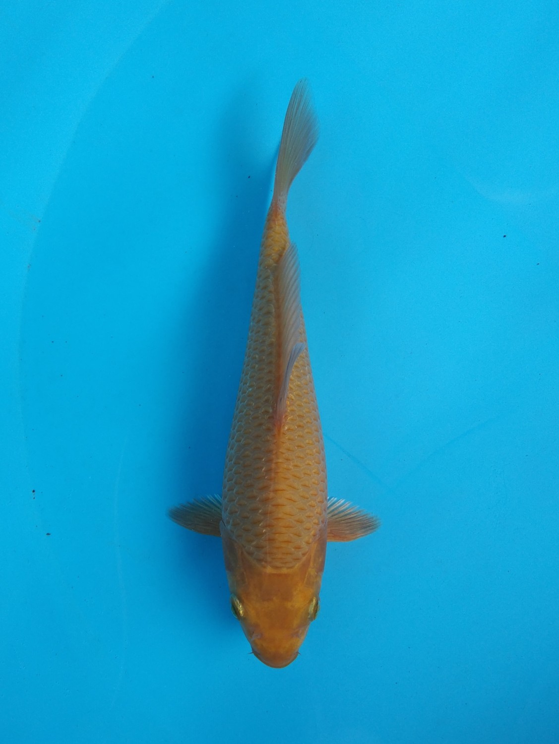 Juara 2