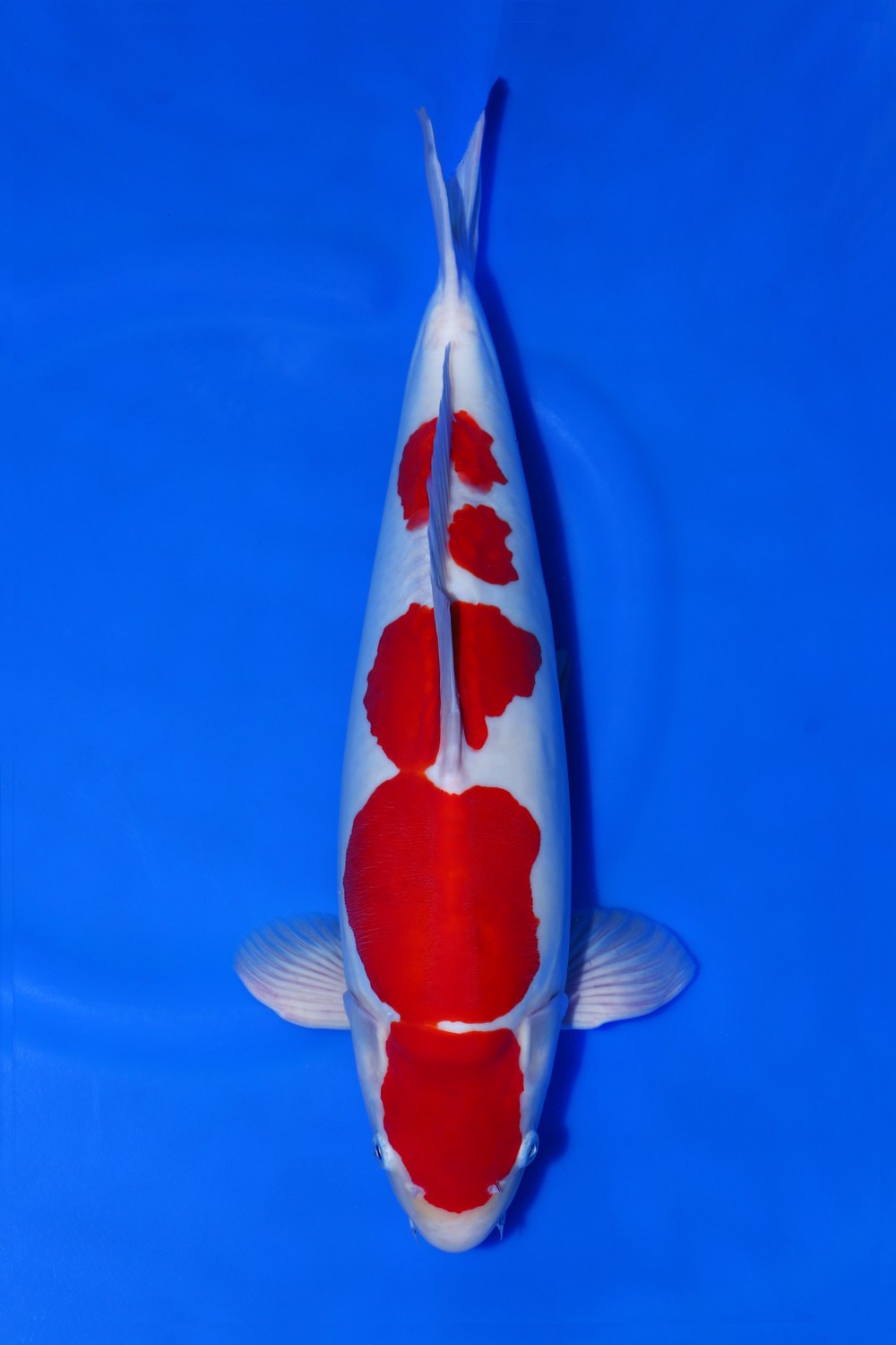 Juara 1