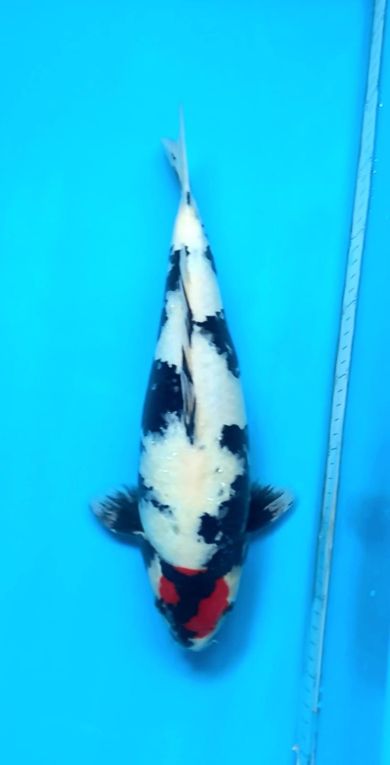 Juara 1