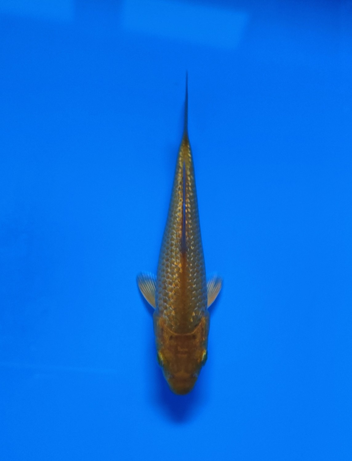 Juara 4