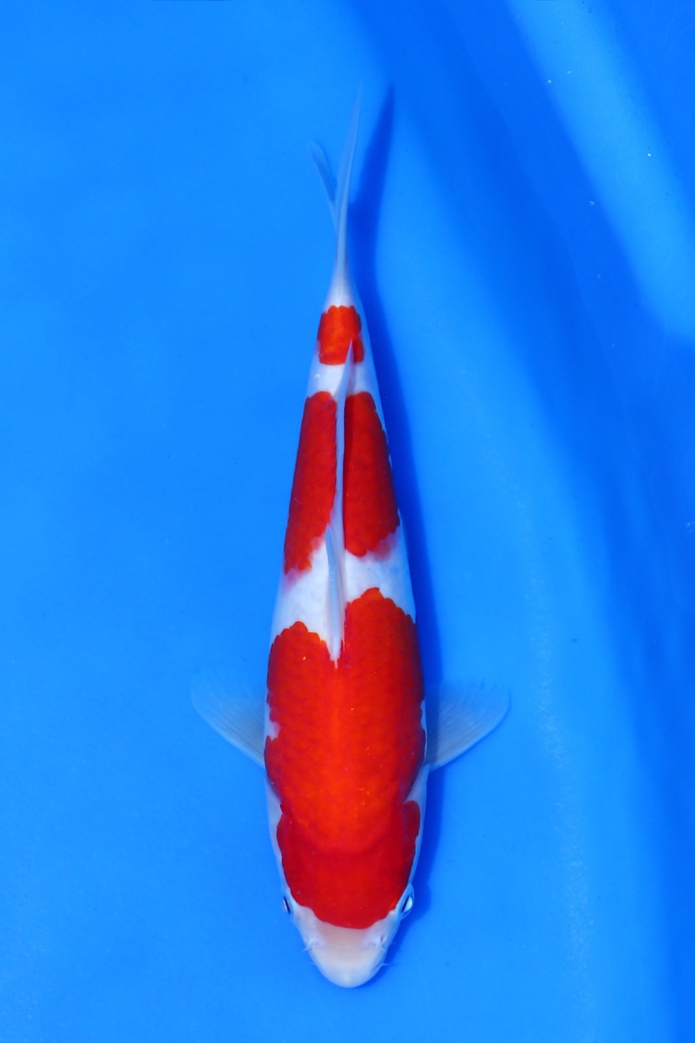 Juara 3