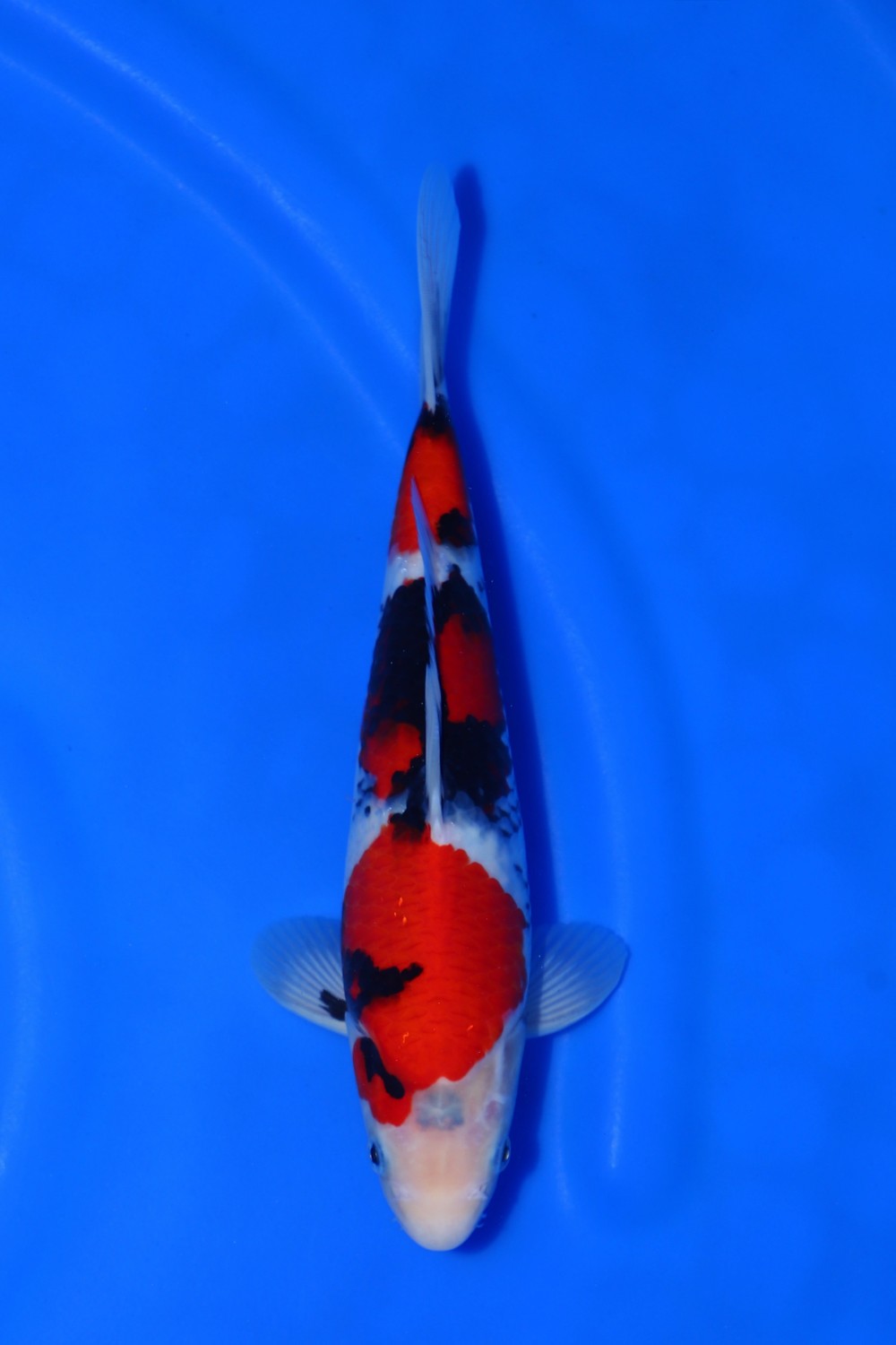 Juara 3