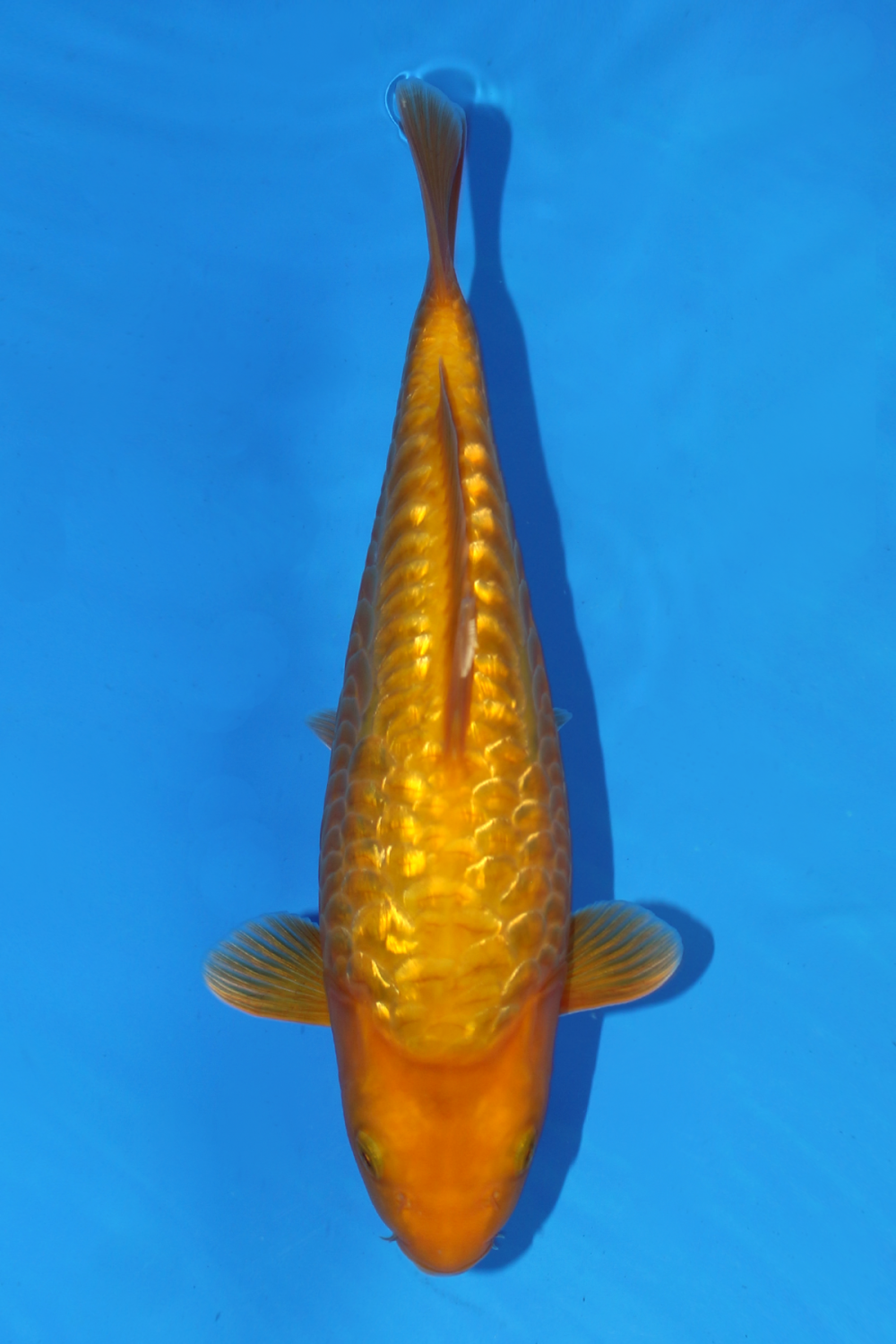 Juara 1
