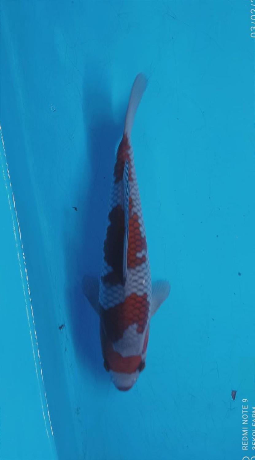 Juara 1