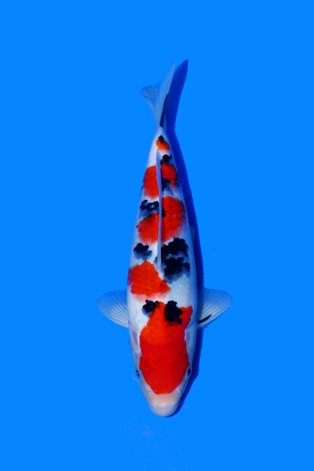 Juara 1