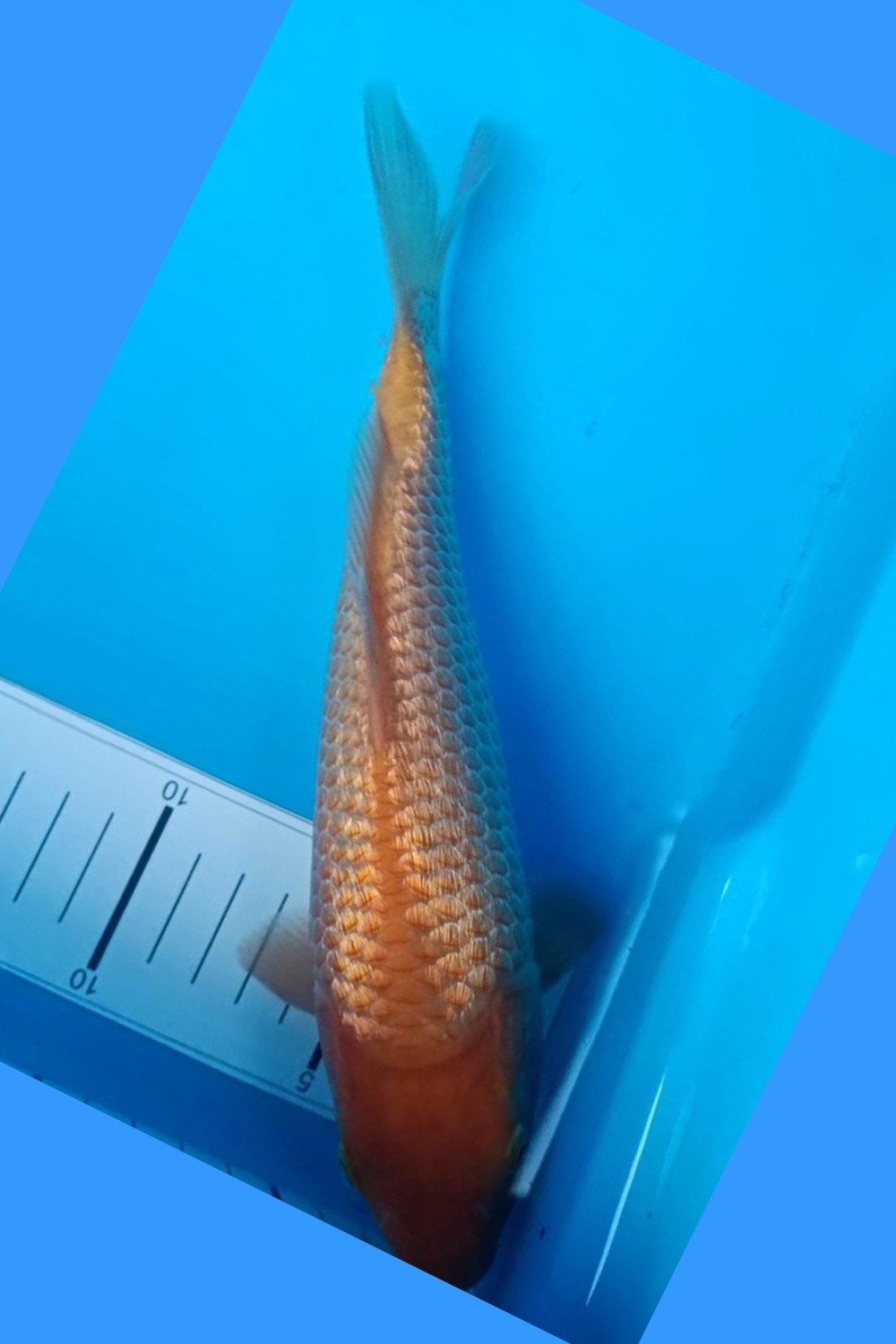 Best In Size E 16 - 20 cm