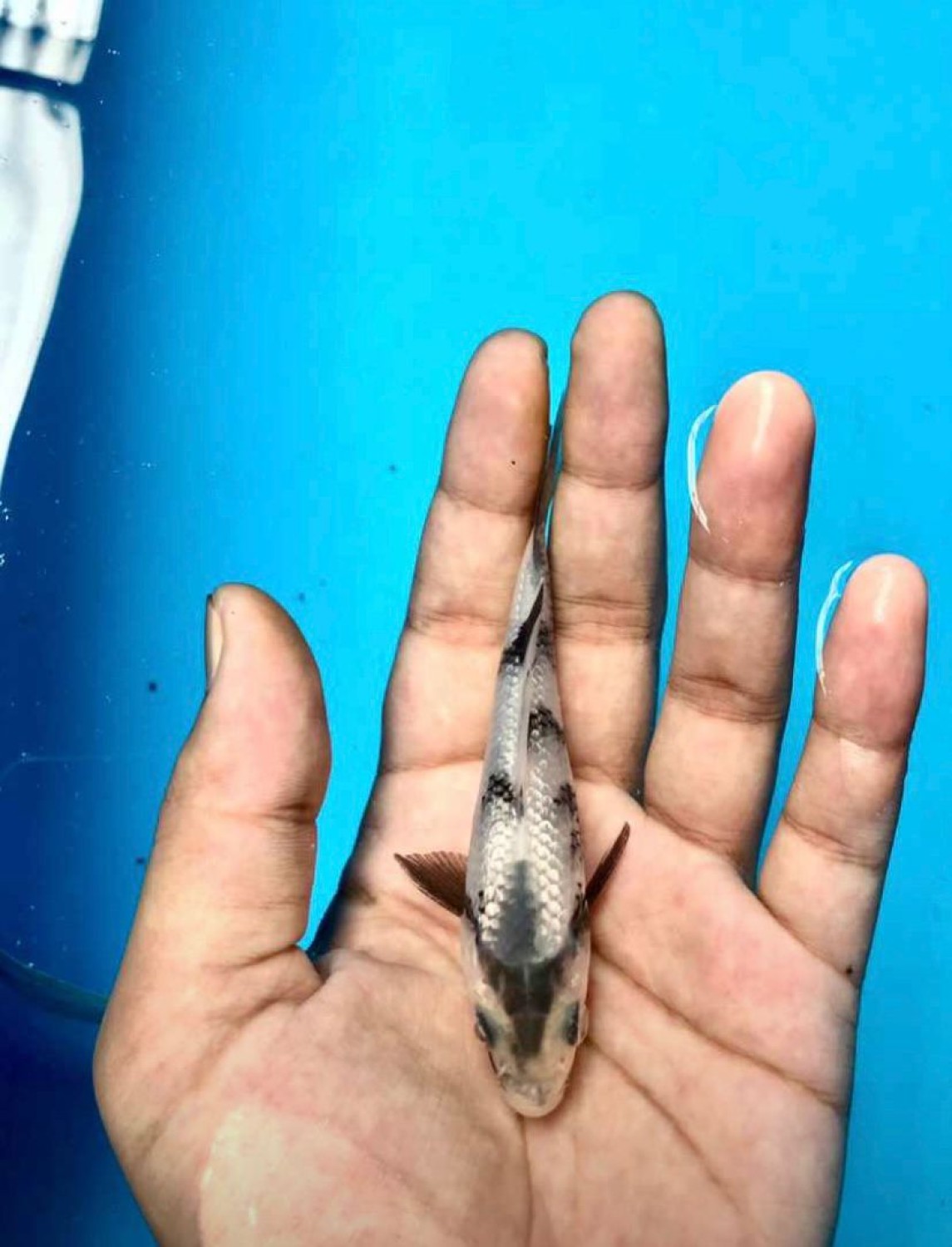 Juara 1