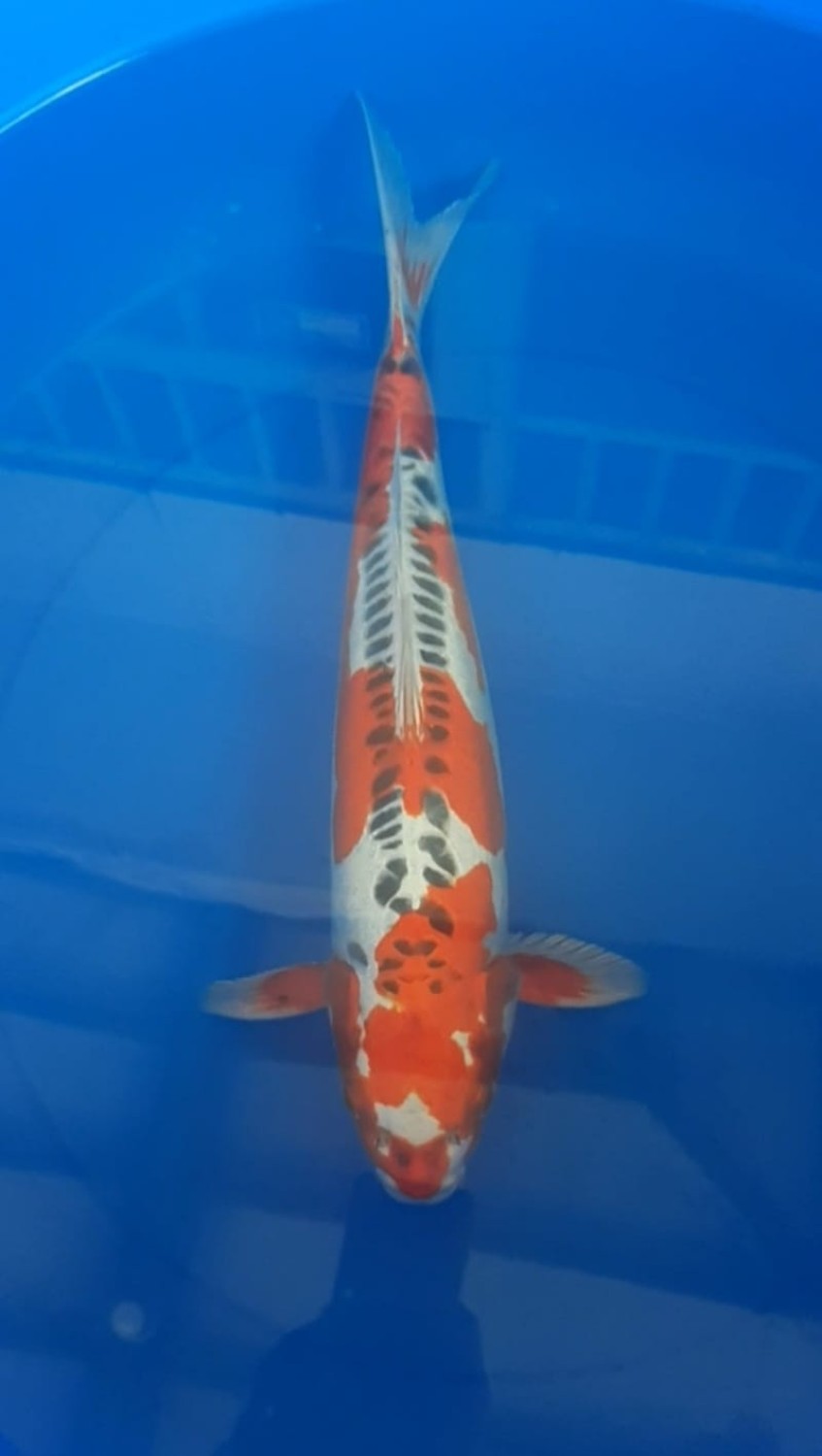 Juara 2