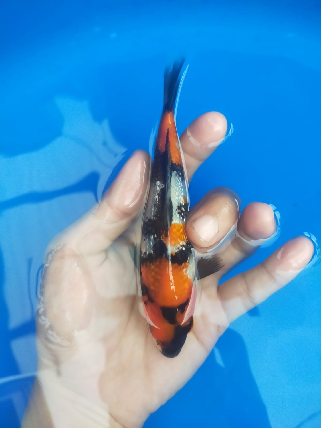 Ikan Koi Kinginrin A