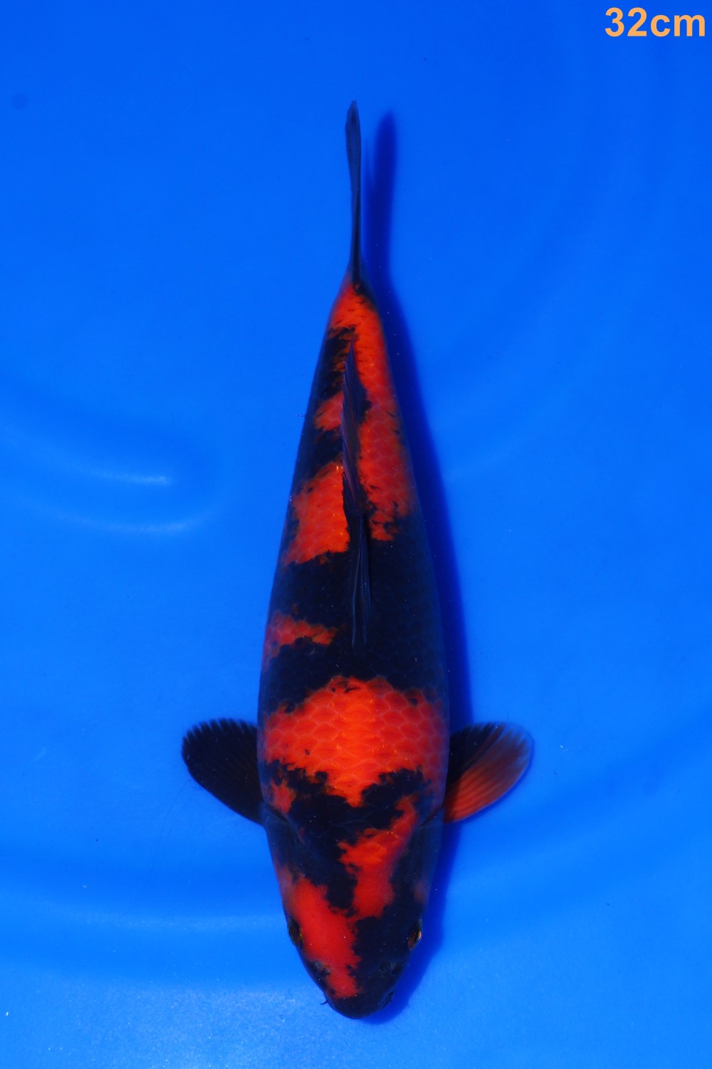 Juara 5