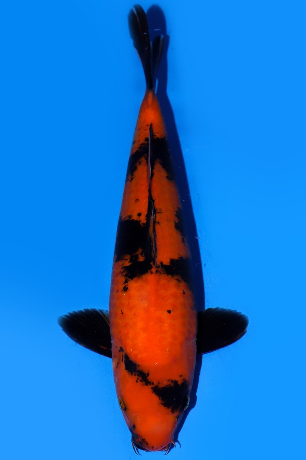 Juara 1