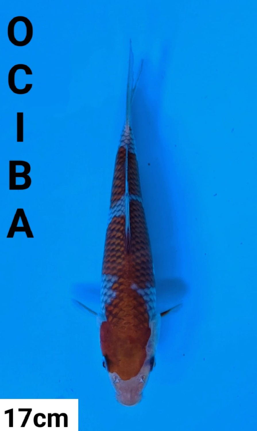 Juara 2