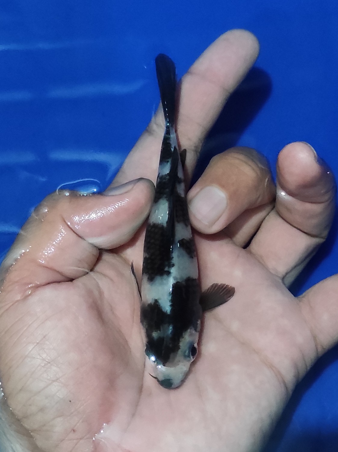 Juara 5