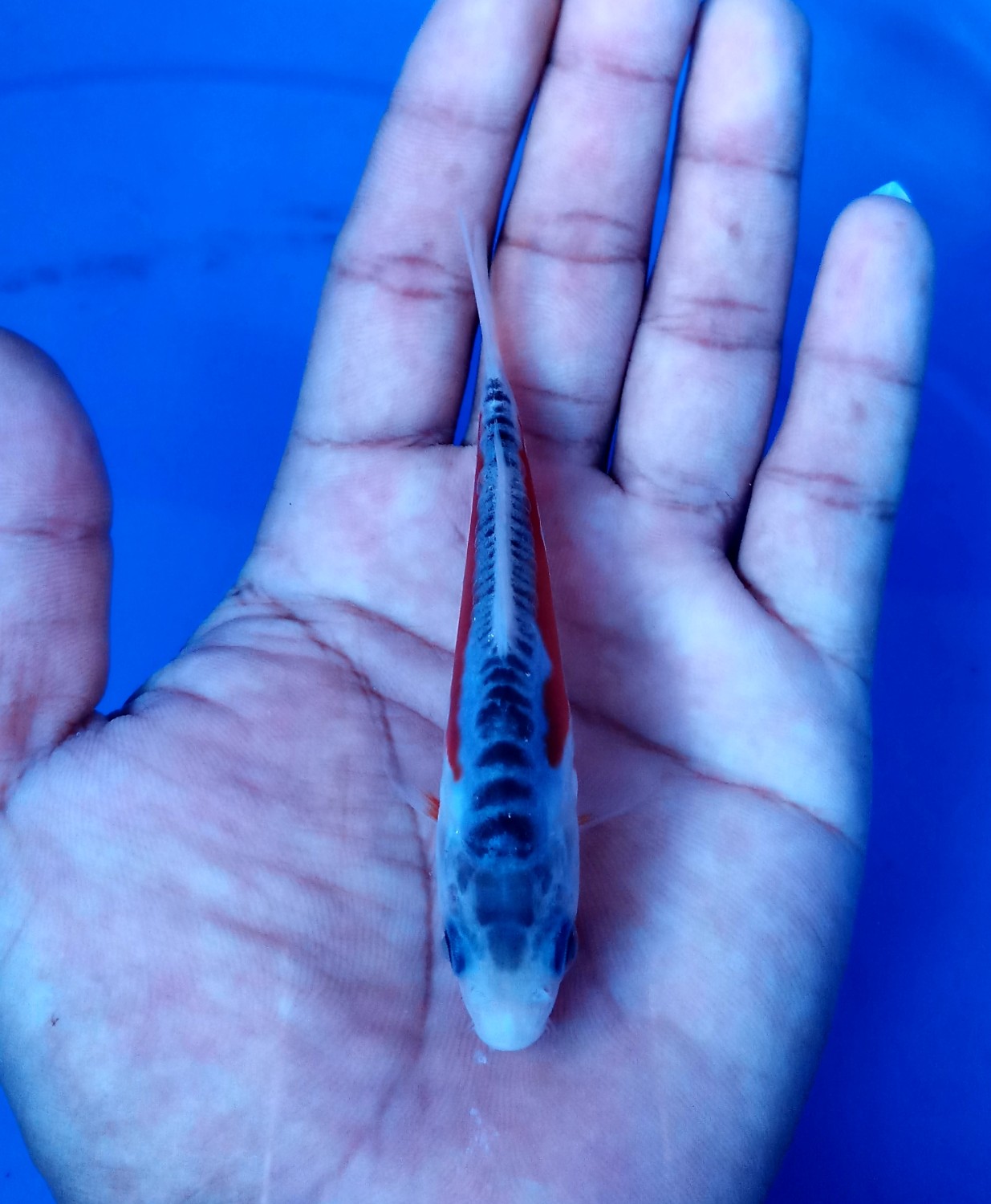 Best In Size D 01 - 12 cm