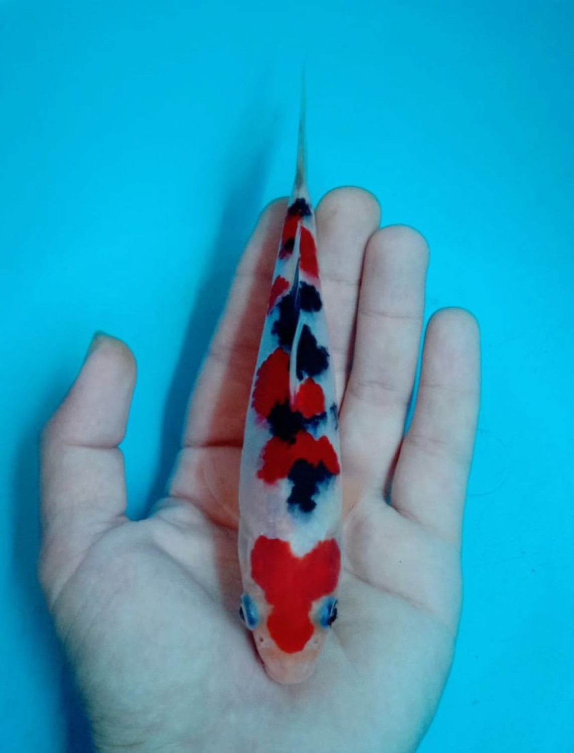 Ikan Koi Taisho Sanshoku