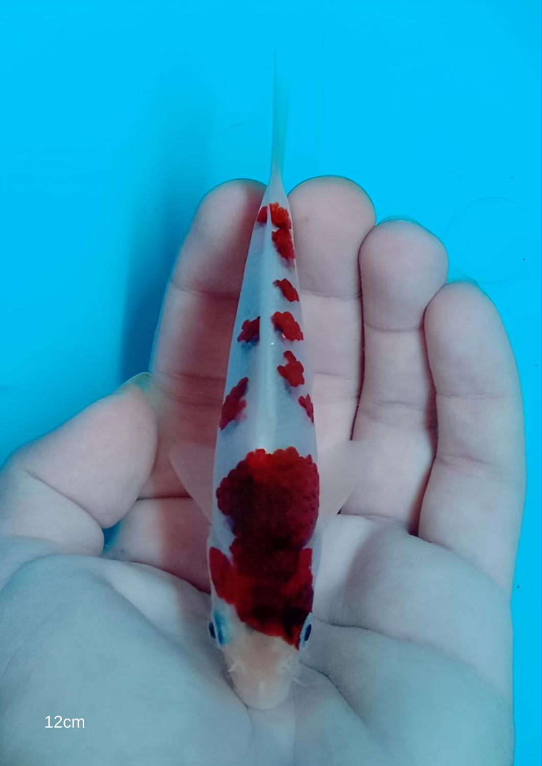 Best In Size C 01 - 12 cm