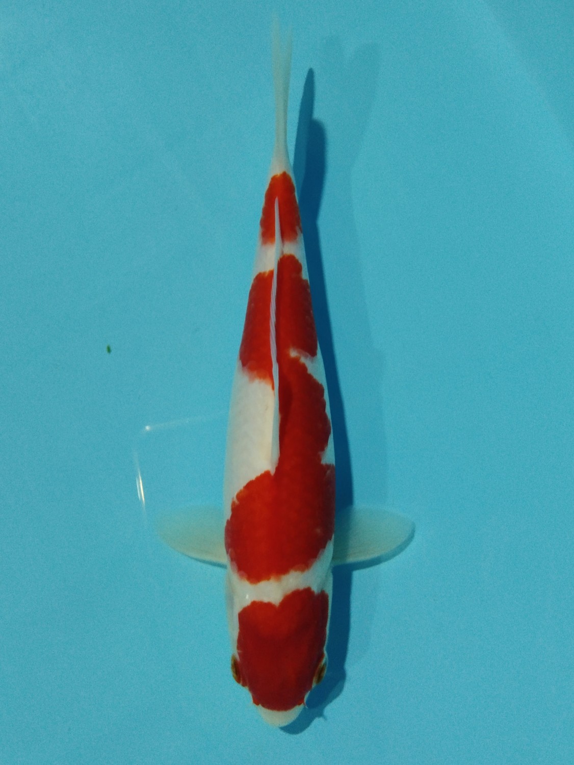 Juara 4