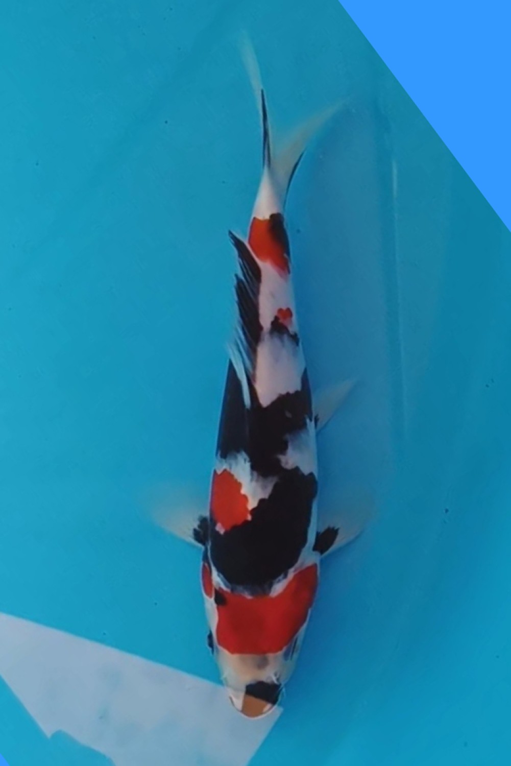 Juara 1