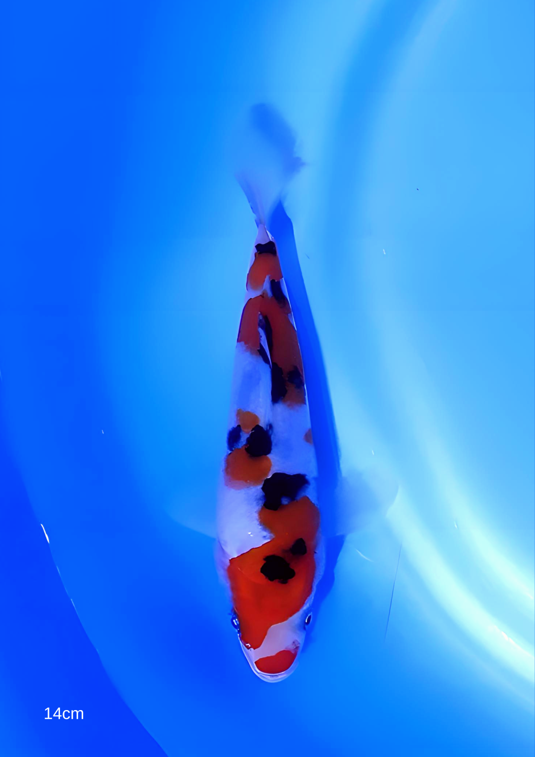 Juara 6
