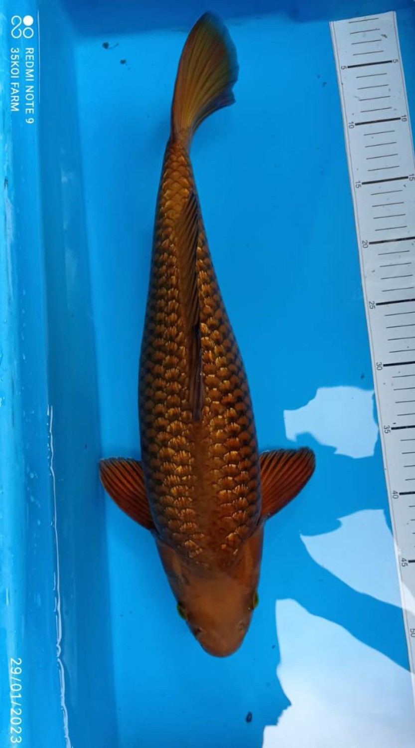 Juara 2