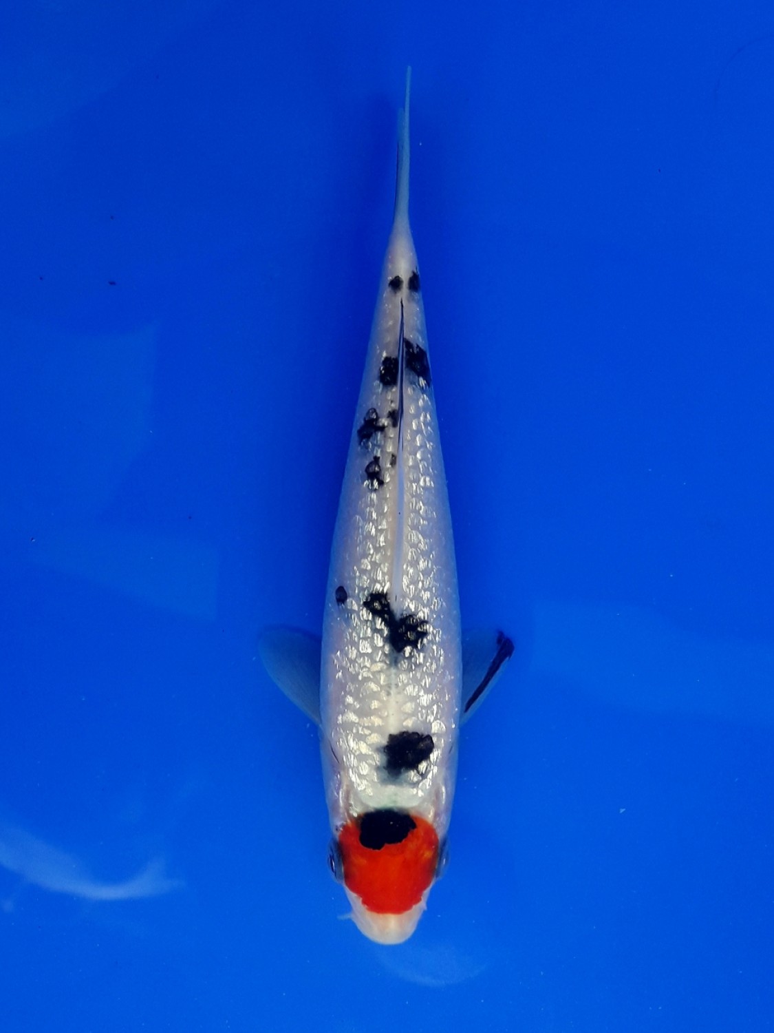 Juara 7