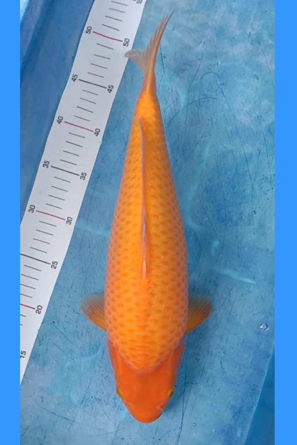 Best In Size E 41 - 45 cm