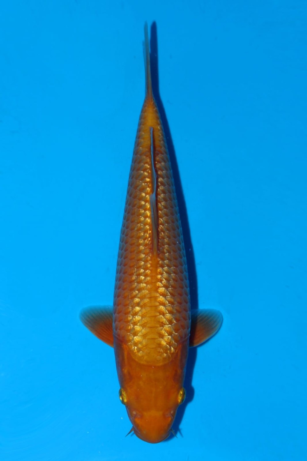 Juara 1