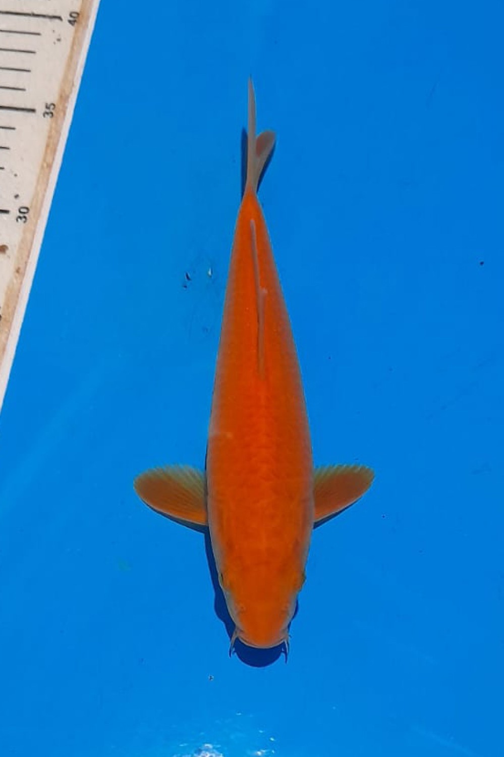 Juara 1
