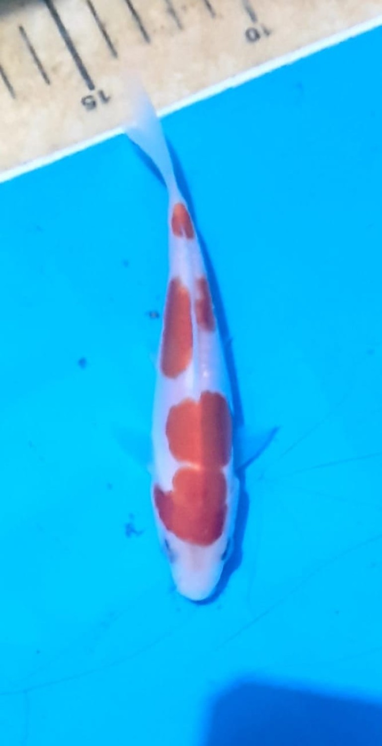 Juara 6