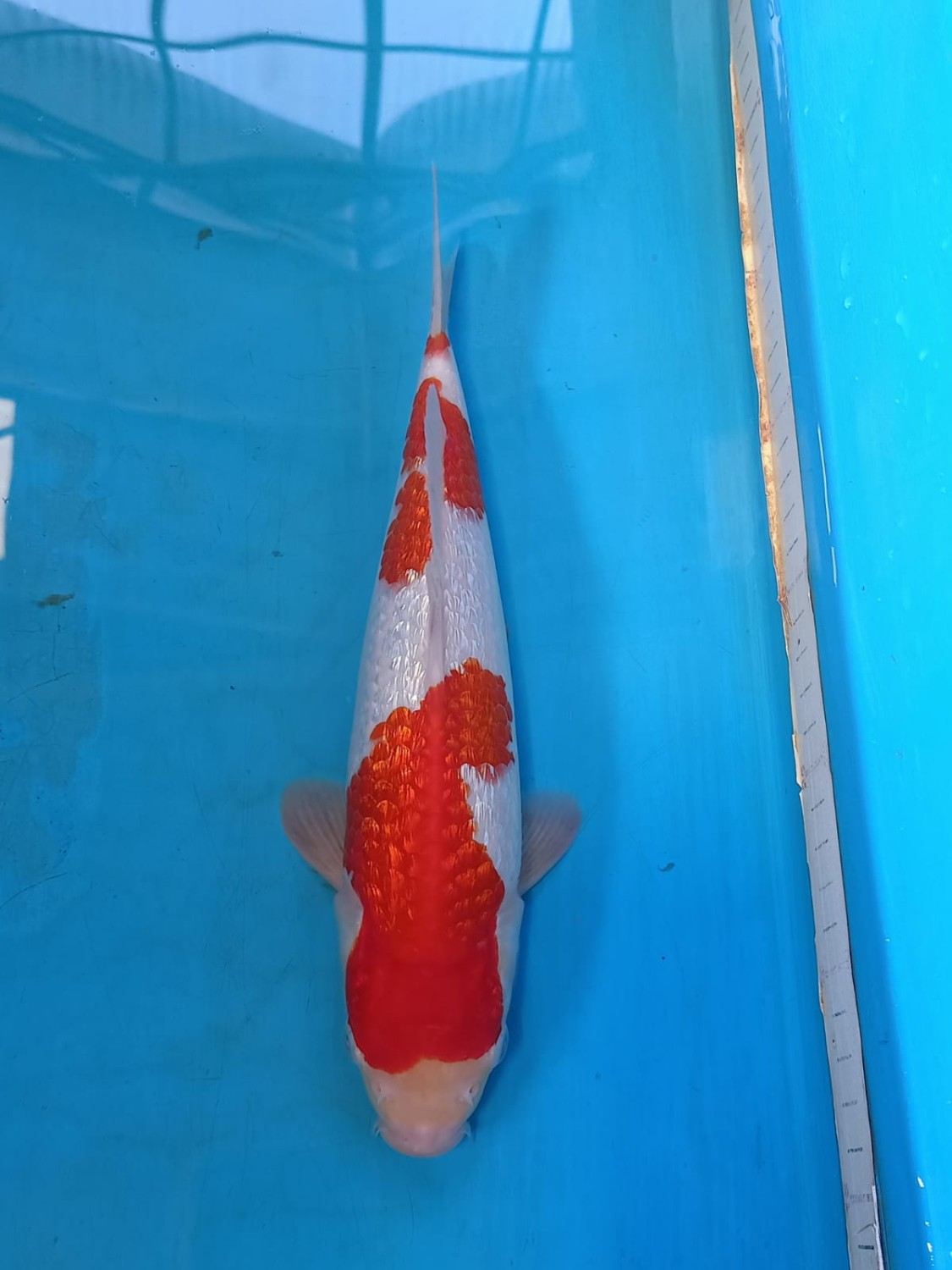 Juara 1