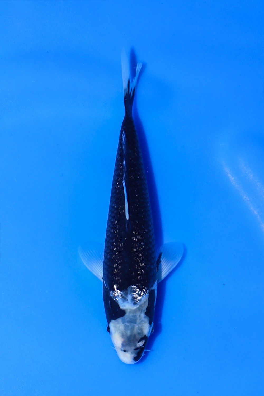 Juara 1