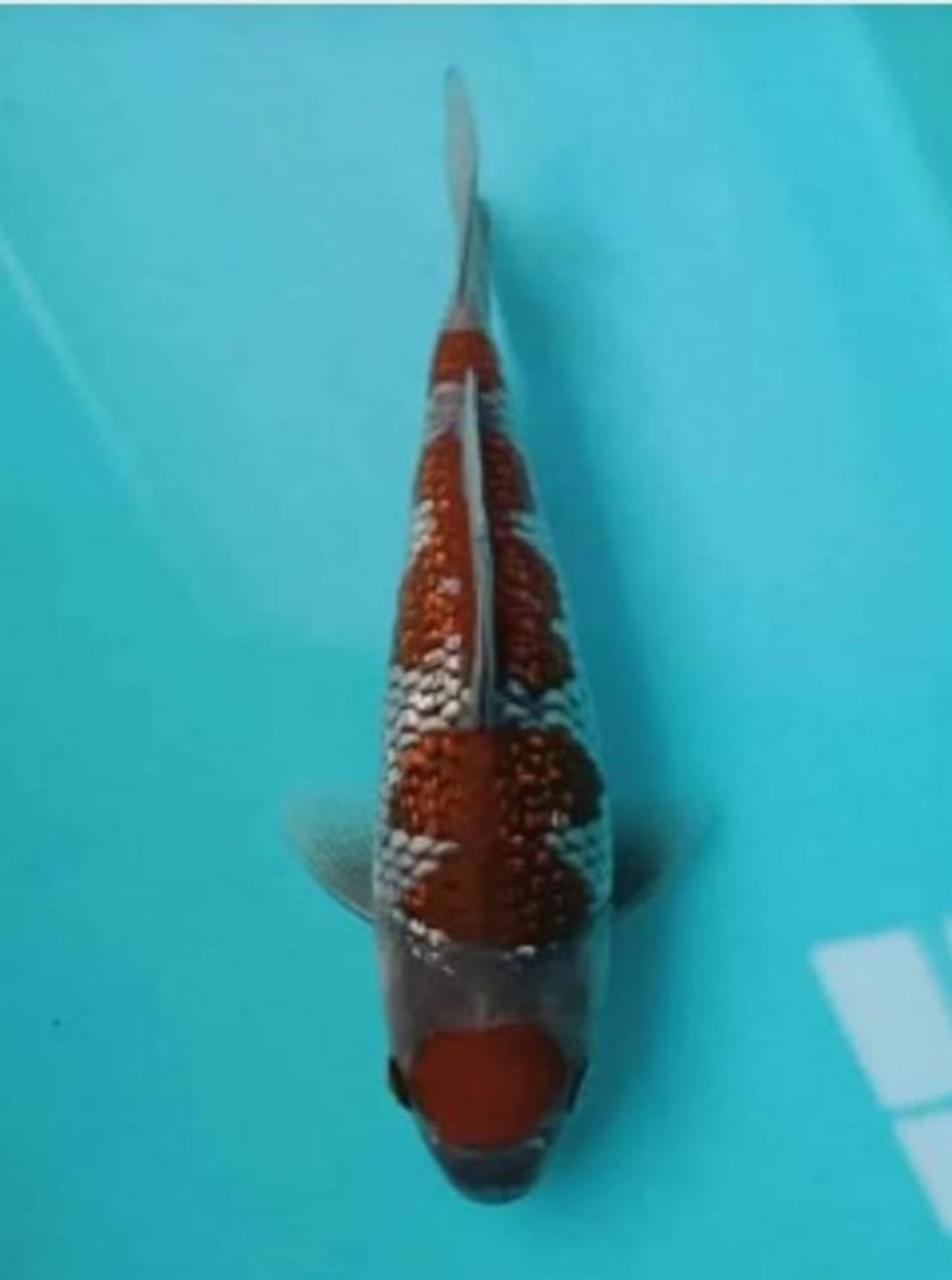 Juara 1