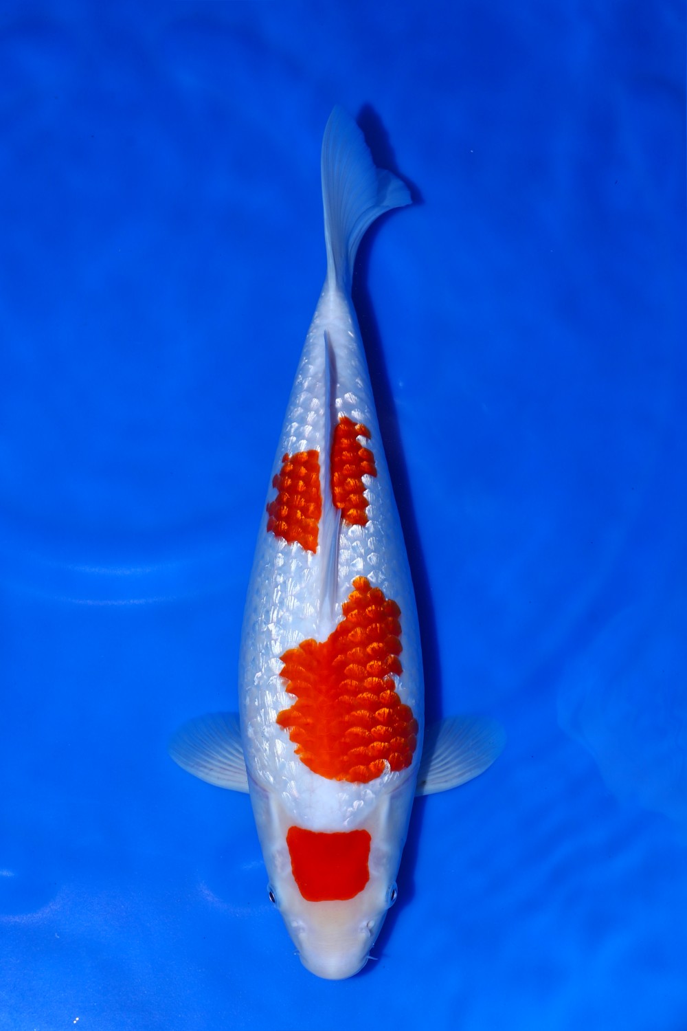 Juara 2