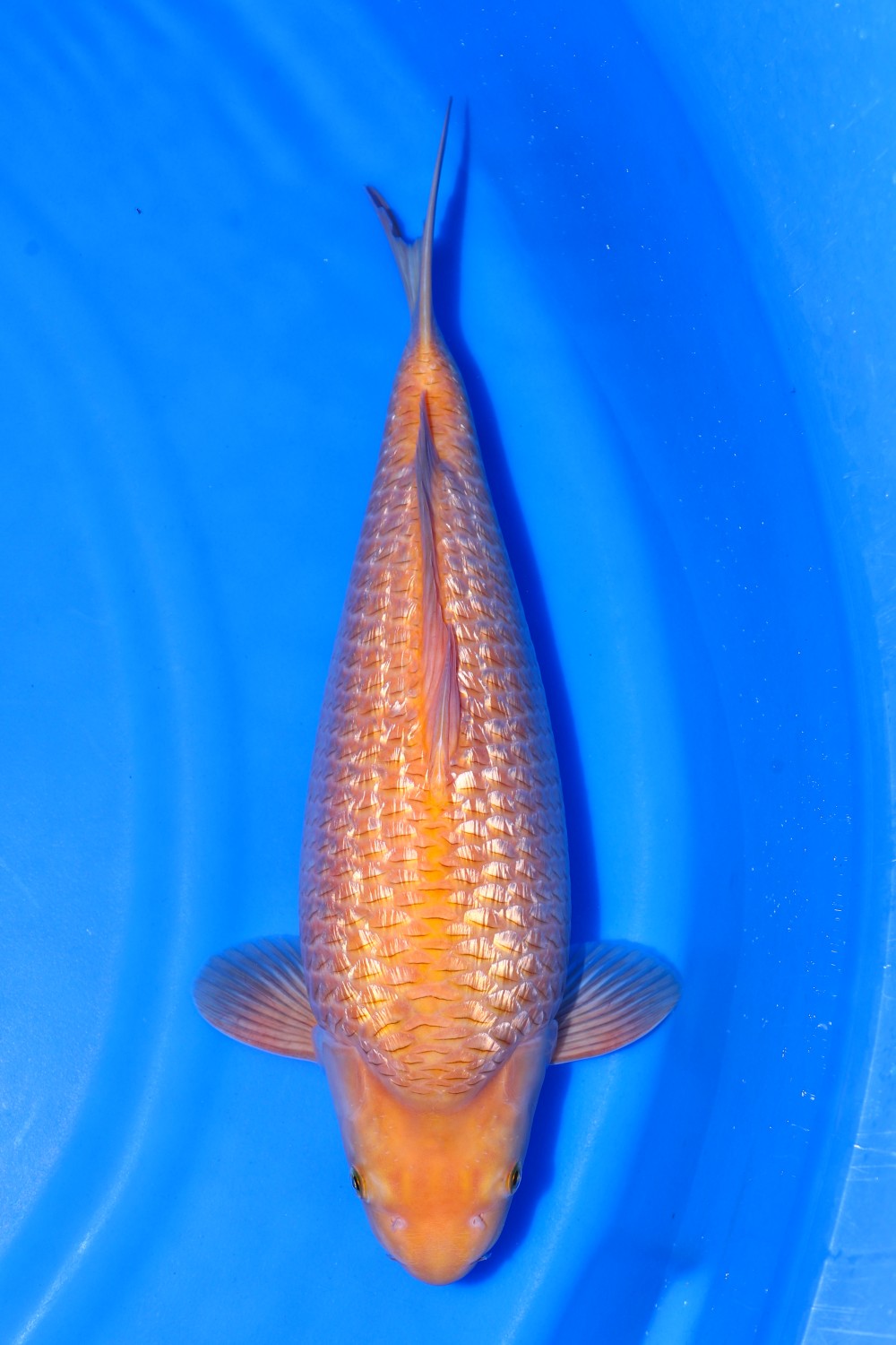 Juara 1