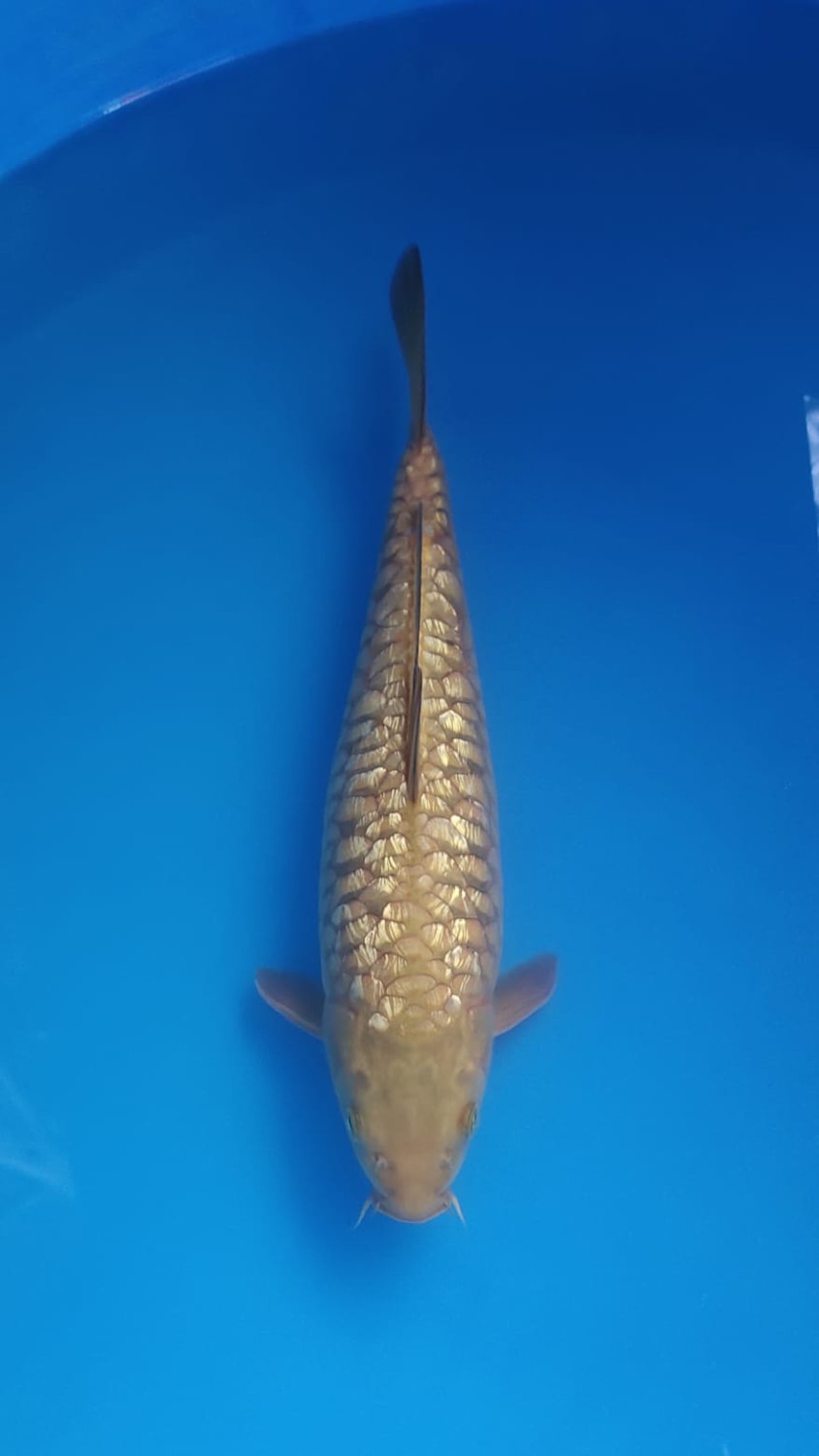Juara 1
