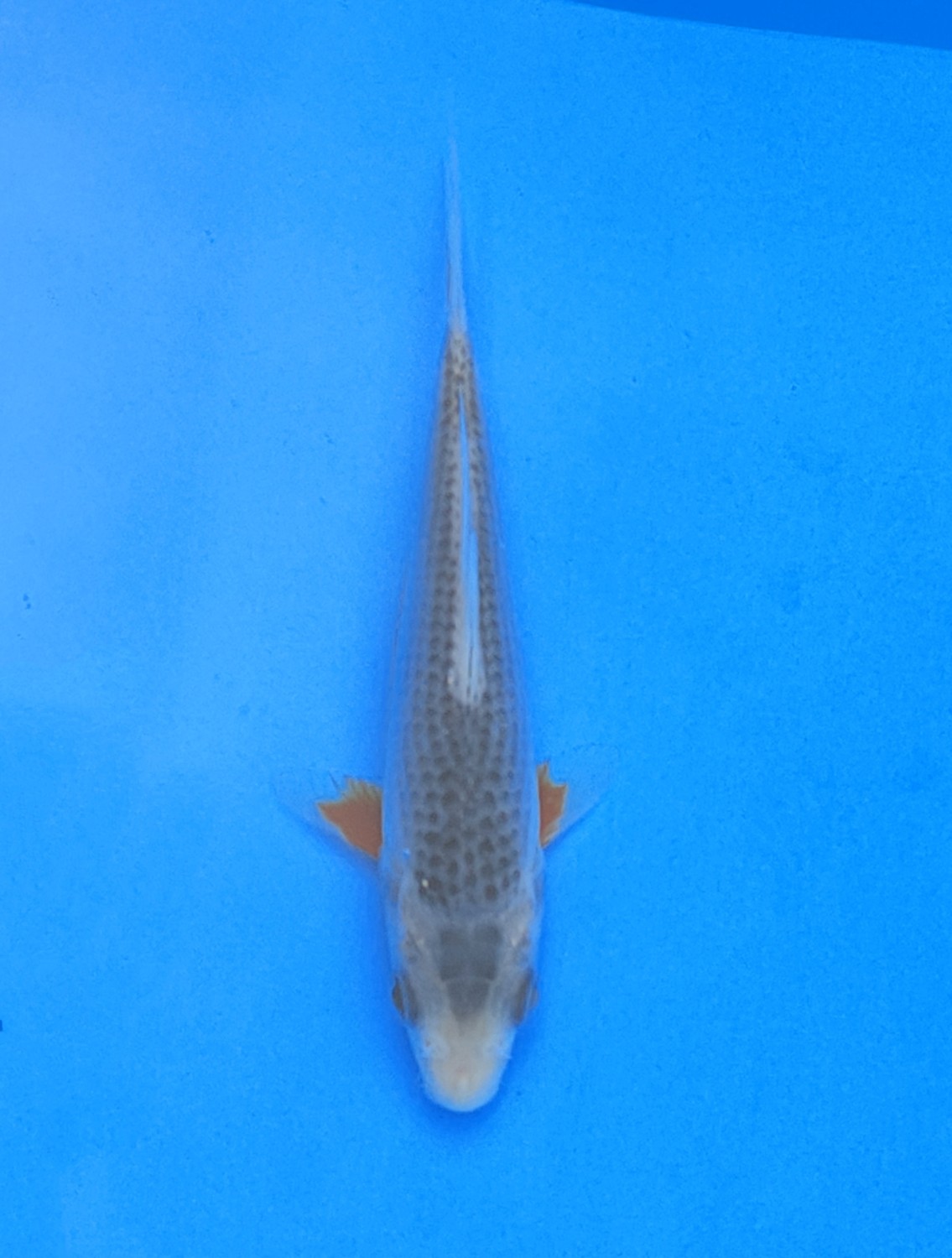 Juara 1
