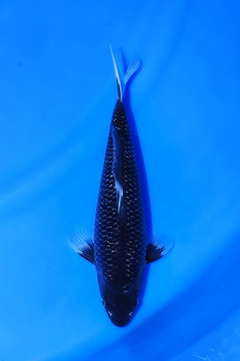 Best In Size C 21 - 25 cm