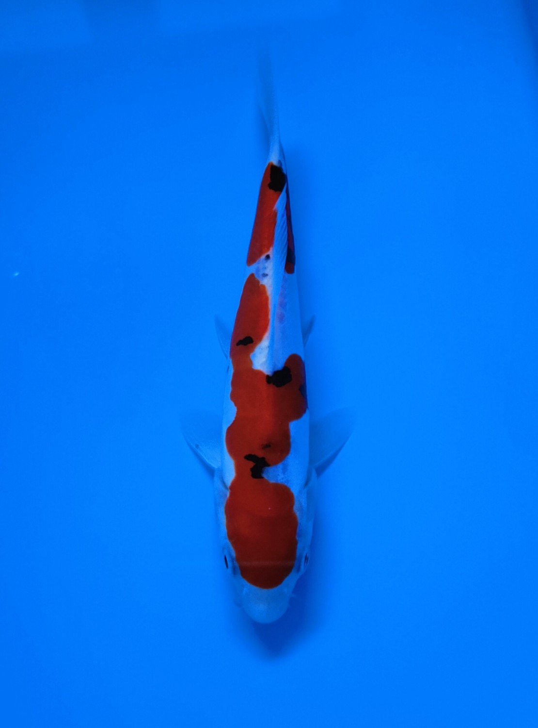 Juara 1