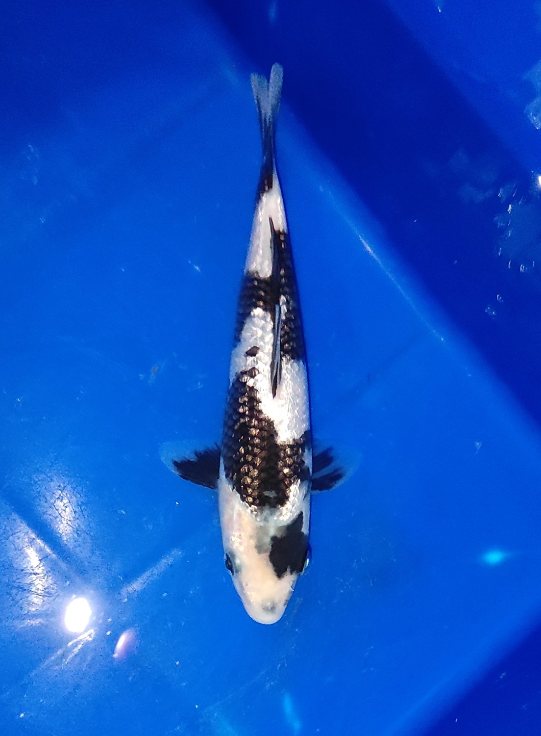 Best In Size C 16 - 20 cm