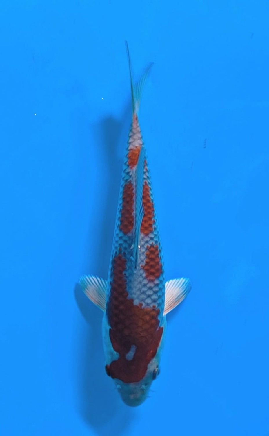 Juara 1