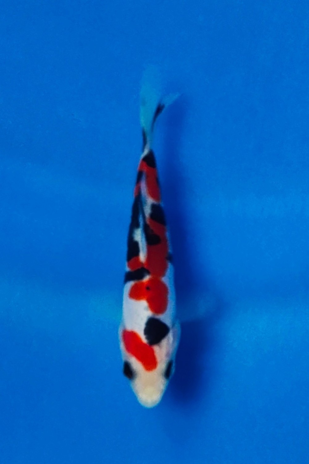 Juara 2