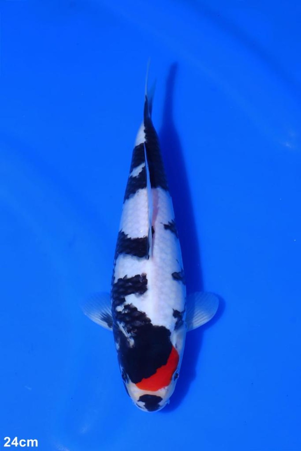 Ikan Koi Tancho