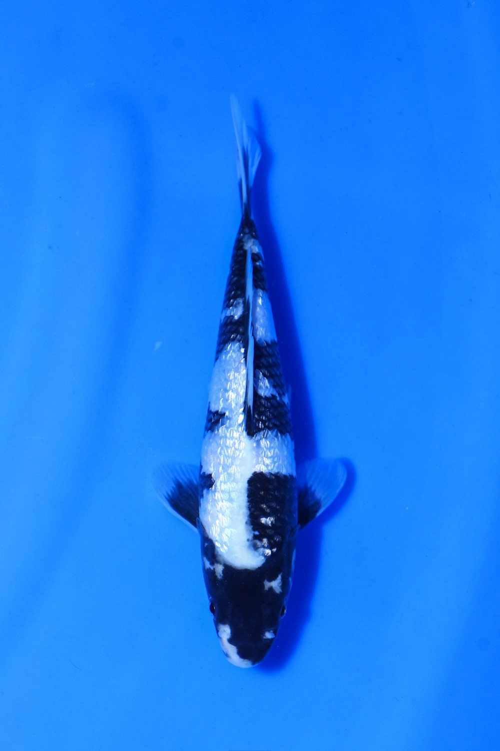Juara 1