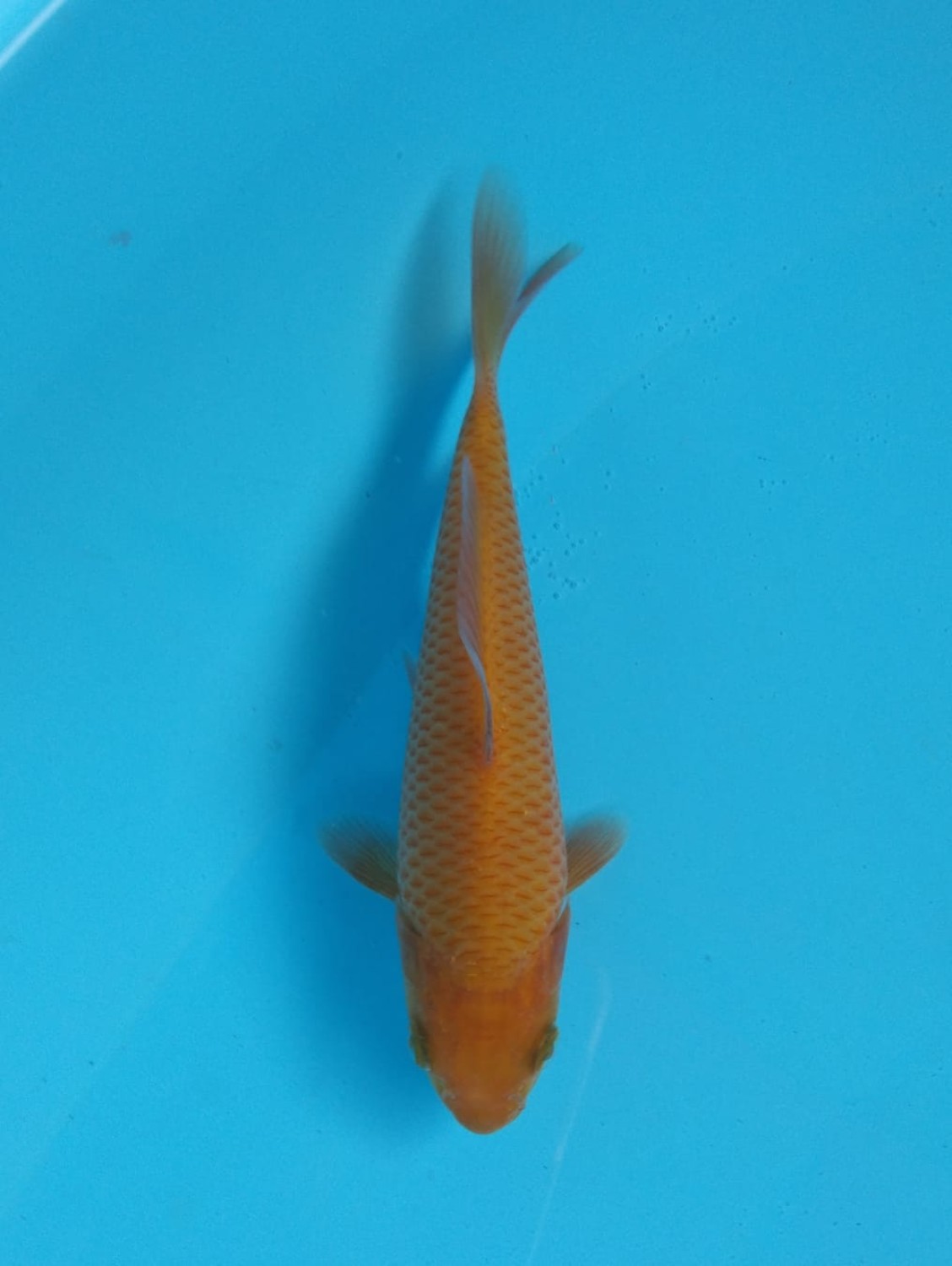 Best In Size E 13 - 15 cm