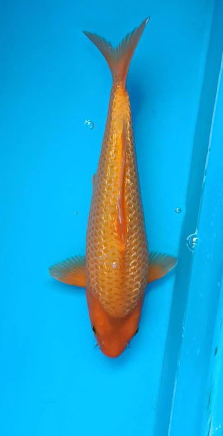 Juara 2