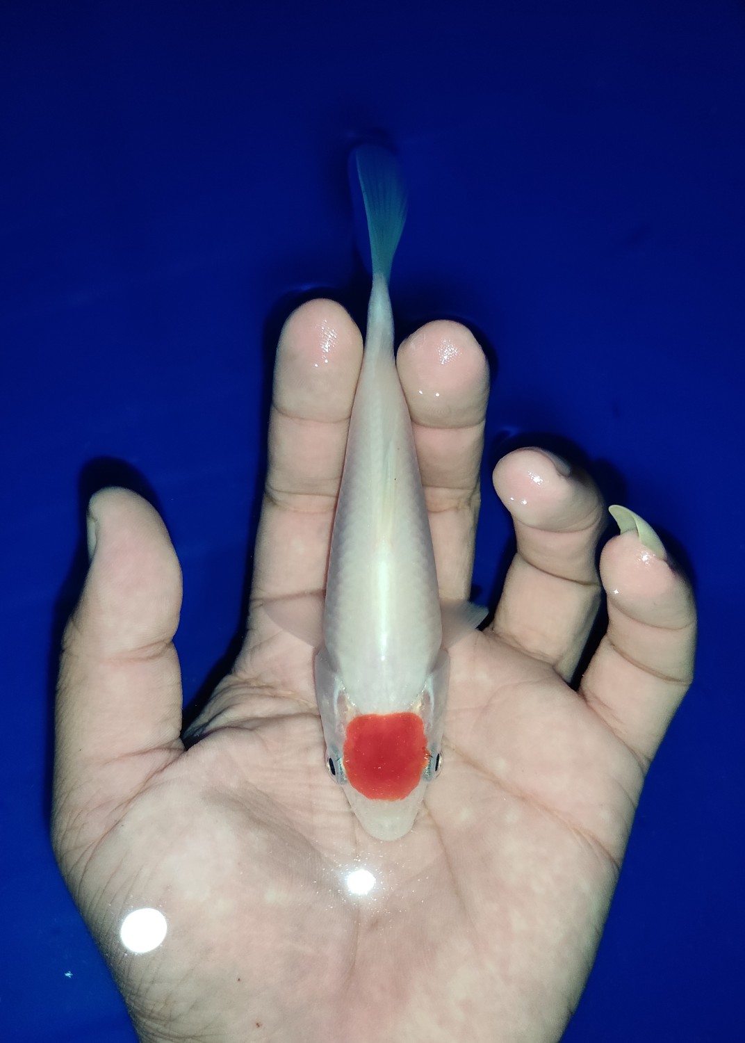 Juara 2